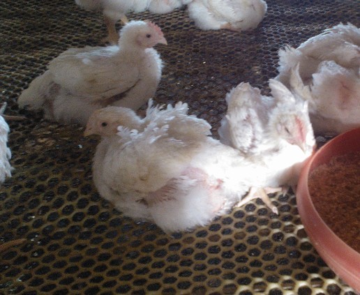 �A���ί��ټ�θ�׵���Чˎ---�����c��